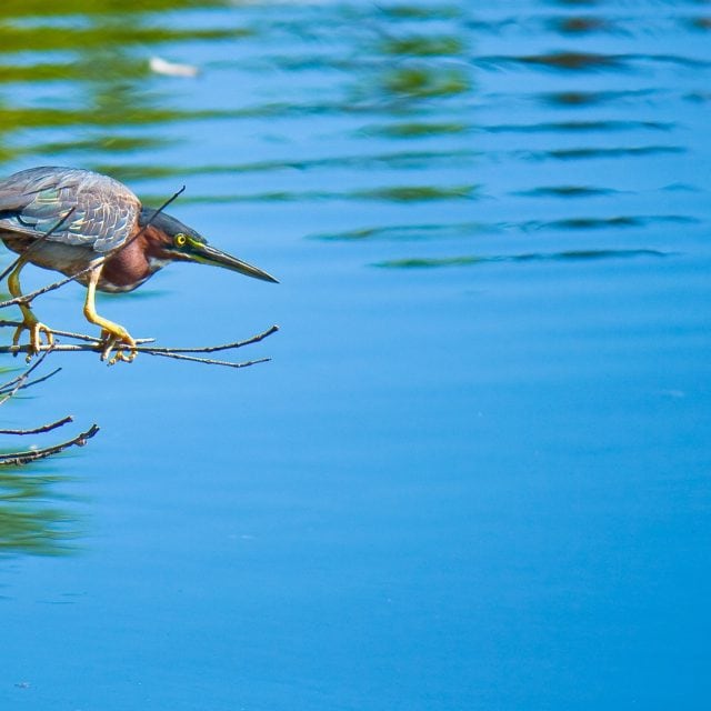 Green Heron