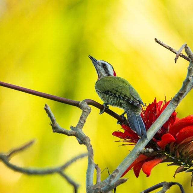 Cuban Green Woodpecker