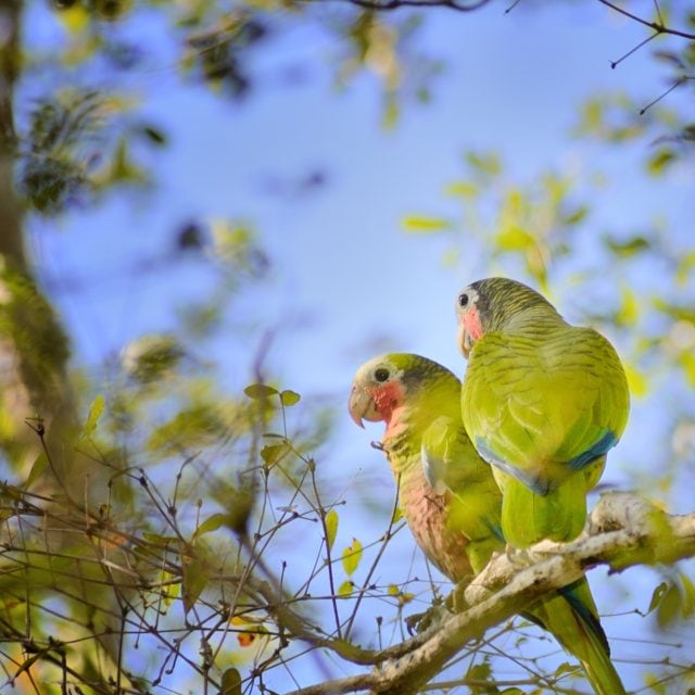Cuban Parrot
