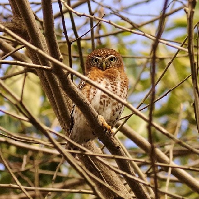 Cuban Pygmy-Owl