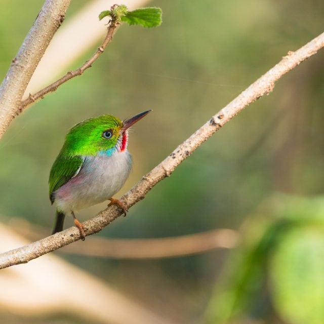 Cuban Tody