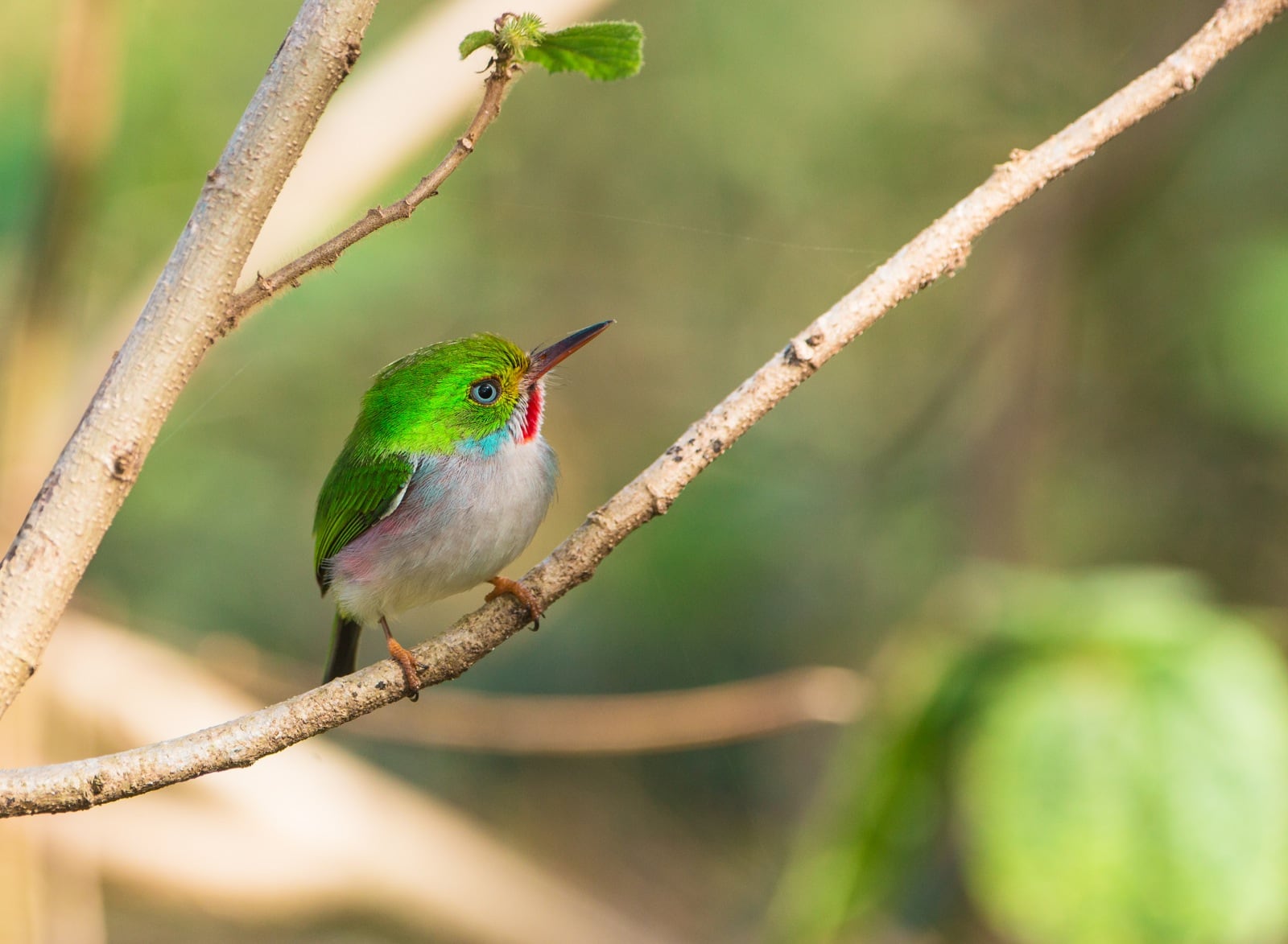 Cuban Tody