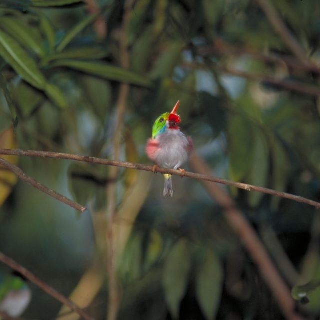 Cuban Tody