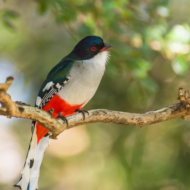 Cuban Trogon