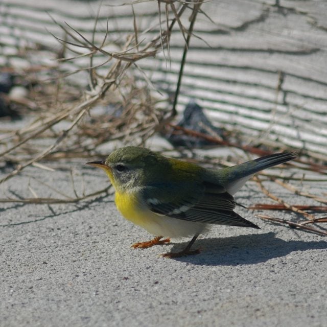 Northern Parula, Cape May