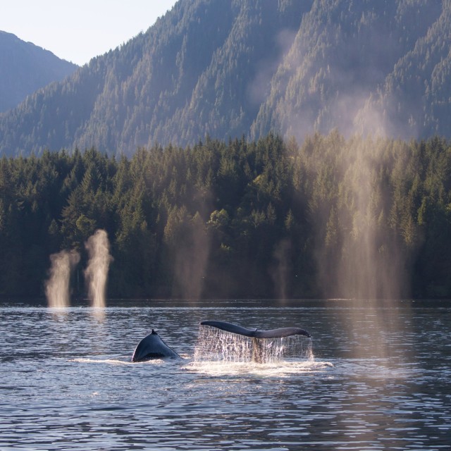 Whales, Great Bear Rainforest