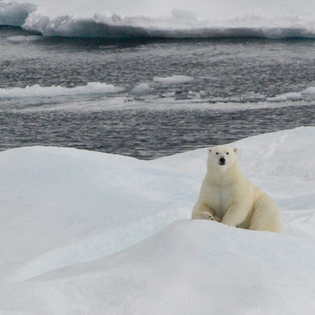 Polar Bear on ice