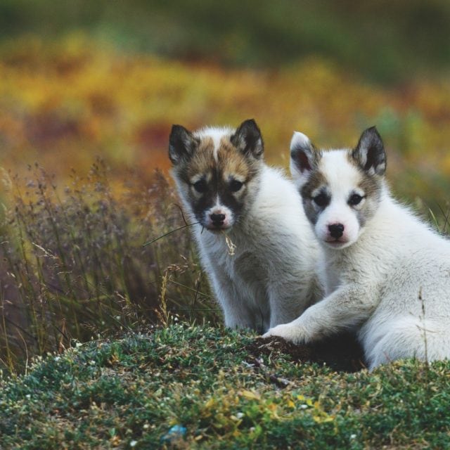 Arctic dogs