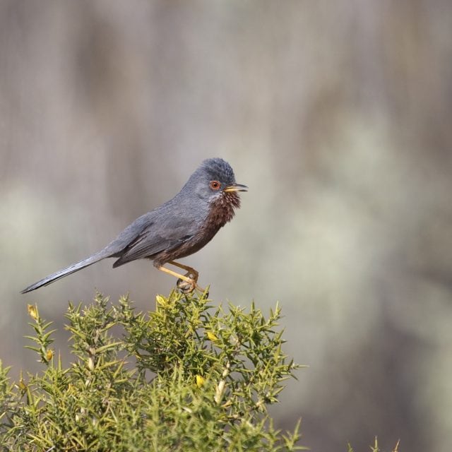 Dartford Warbler