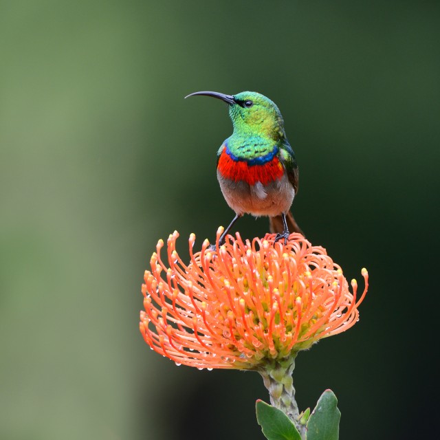 Double-collard Sunbird