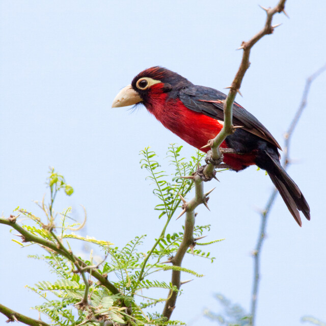 Double-toothed Barbet (Lybius bidentatus) perched on thorny acacia tree branch