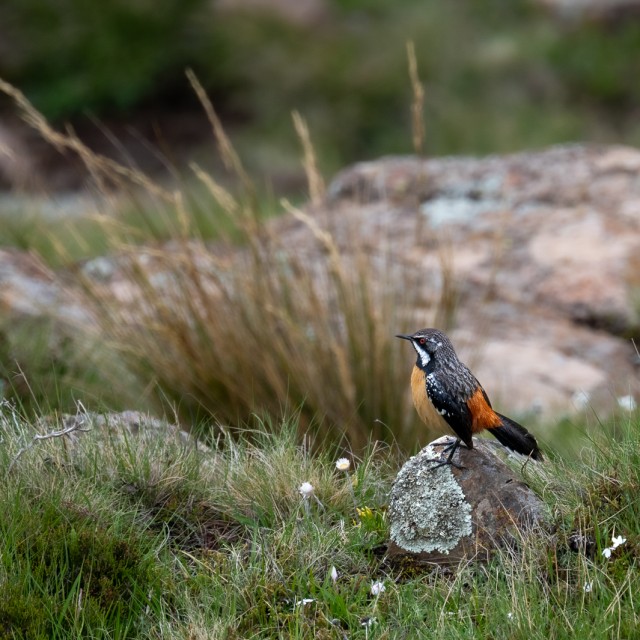 Drakensberg rockjumper