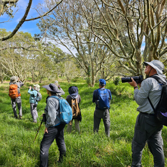 Birding in Hakalau