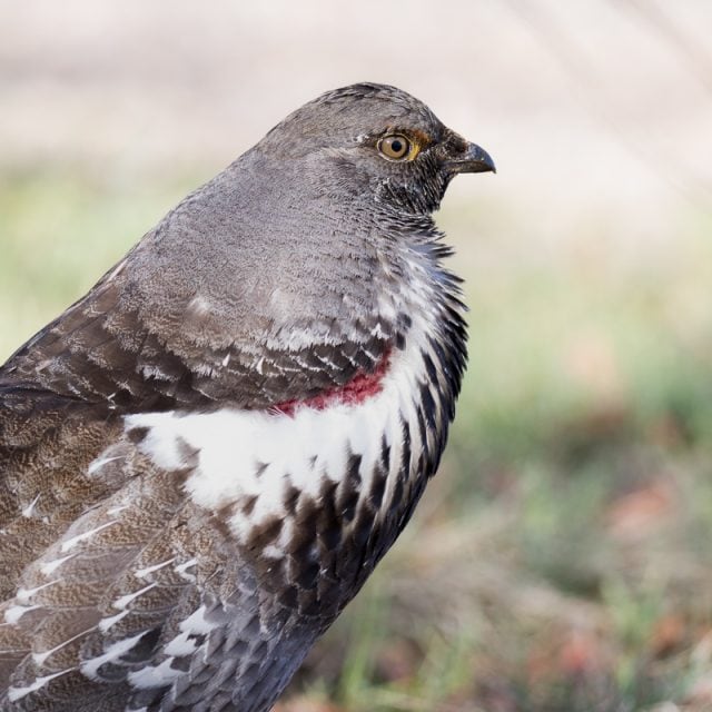 Dusky Grouse