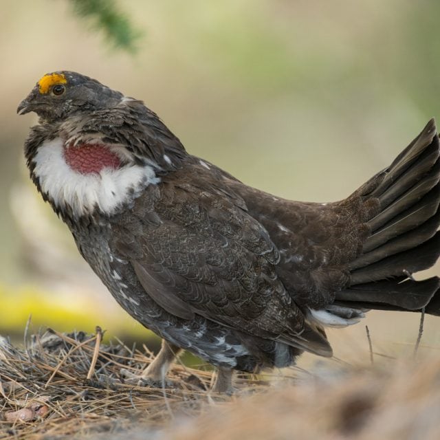 Dusky Grouse