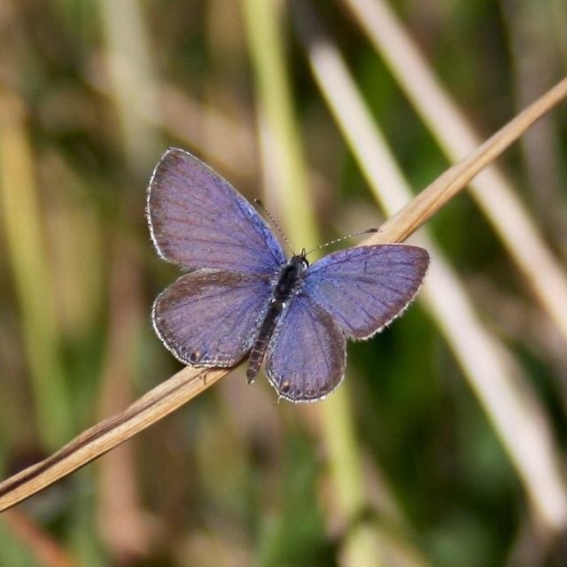 Eastern Tailed Blue