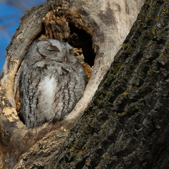 Eastern Screech-Owl roosting