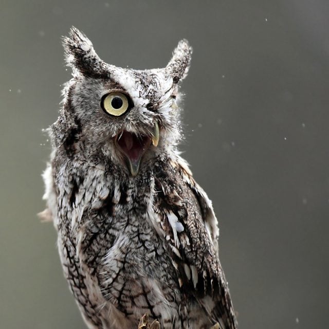 Eastern Screech-owl