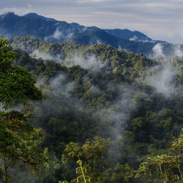 Ecuador Western Forest