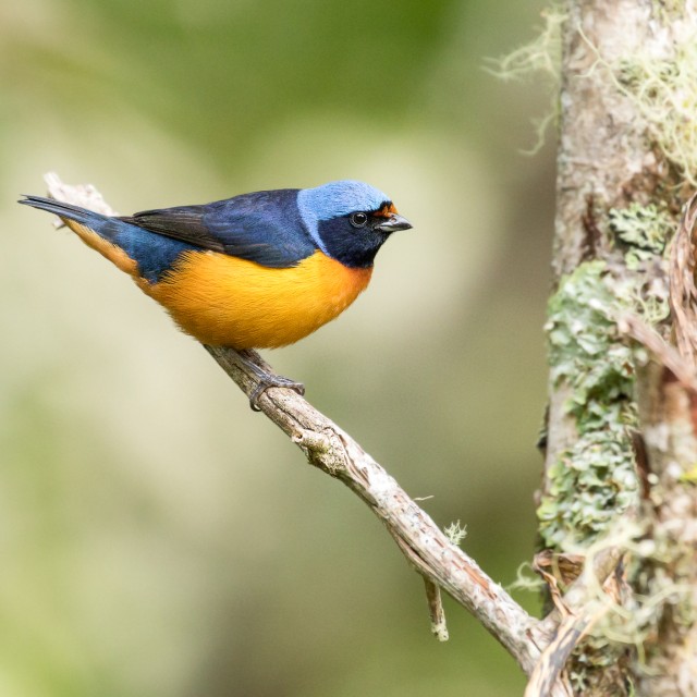 Elegant Euphonia