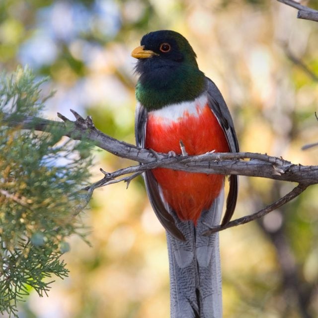 Coppery-tailed Trogon