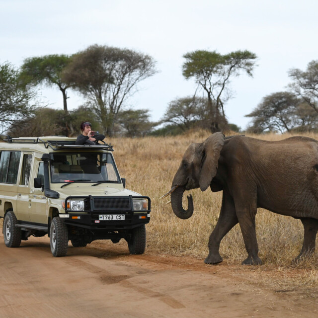 Elephant walking by vehicle