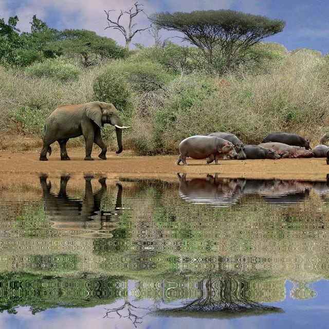 Elephants and hippos at water