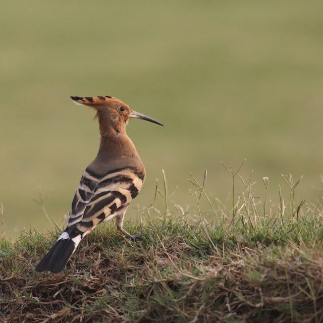 Eurasian Hoopee