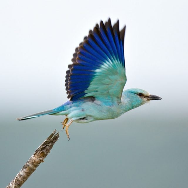 Eurasian Roller taking flight