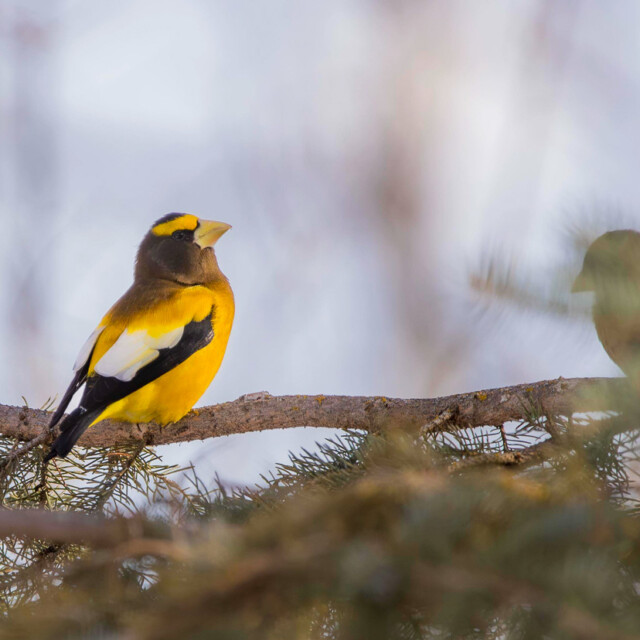 Evening Grosbeak