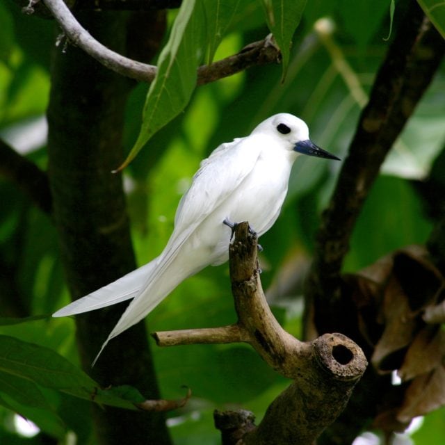 Fairy Tern