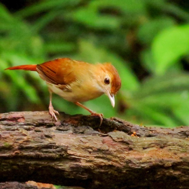 Ferruginous Babbler