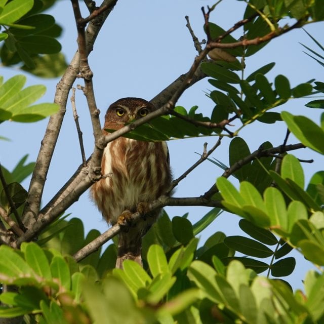 Ferruginous Pygmy Owl