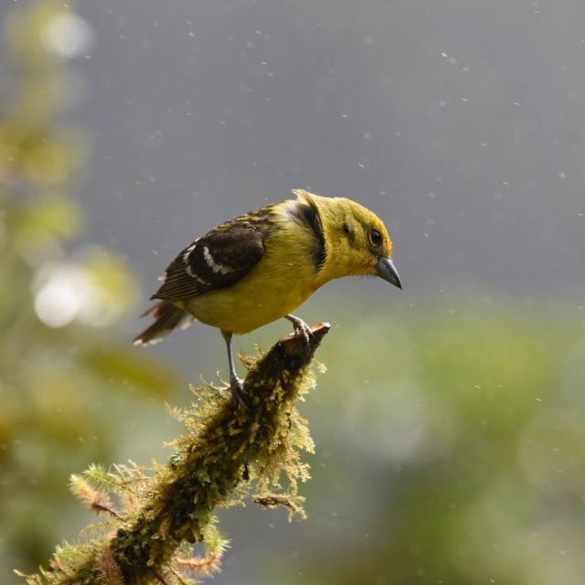 Flame-colored Tanager