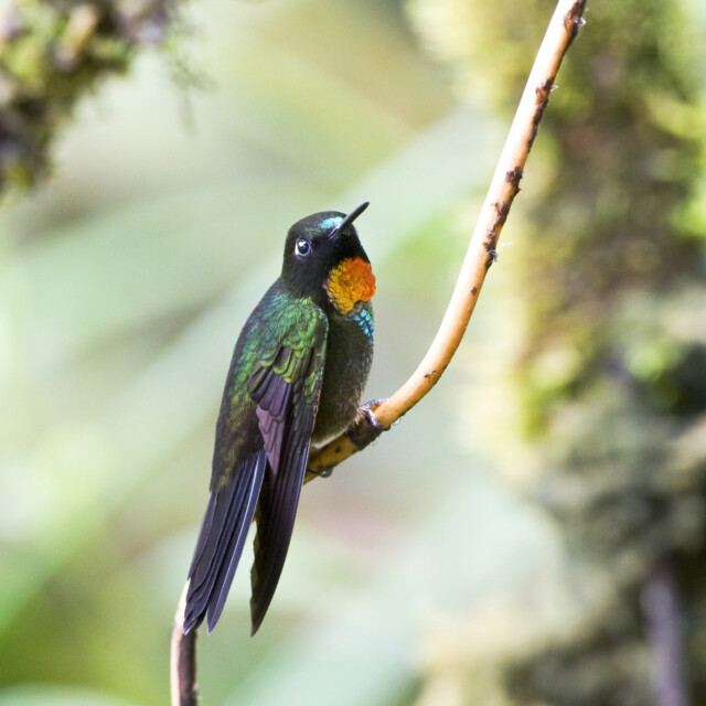 Flame-throated Sunangel