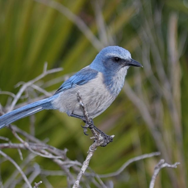 Florida Scrub Jay