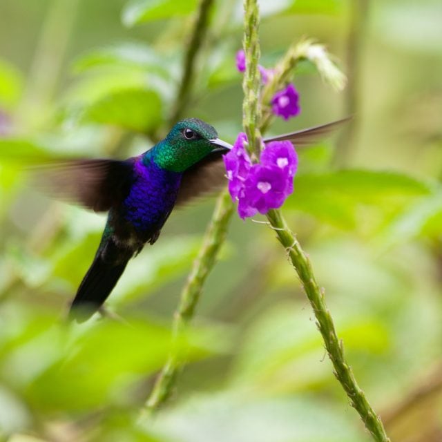 Fork-tailed Woodnymph