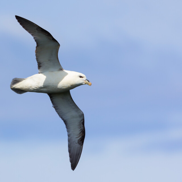 One Fulmar glide on the wind along a cliff on the Shetland Islands
