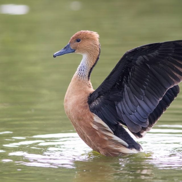 Fulvous Whistling Duck