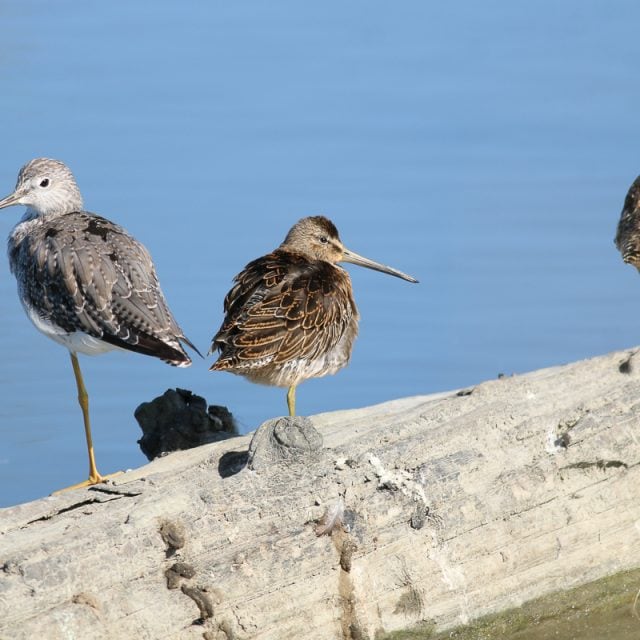 Greater Yellowlegs and Dowitcher
