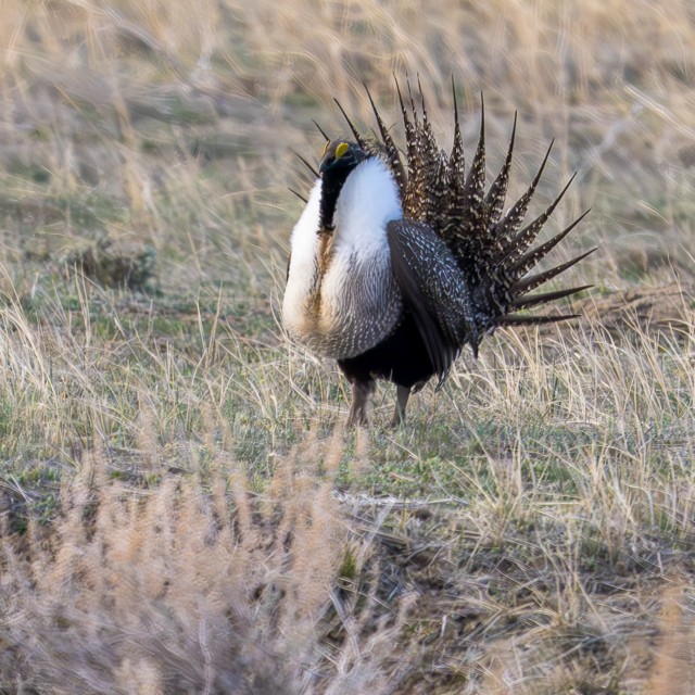 Greater Sage-Grouse