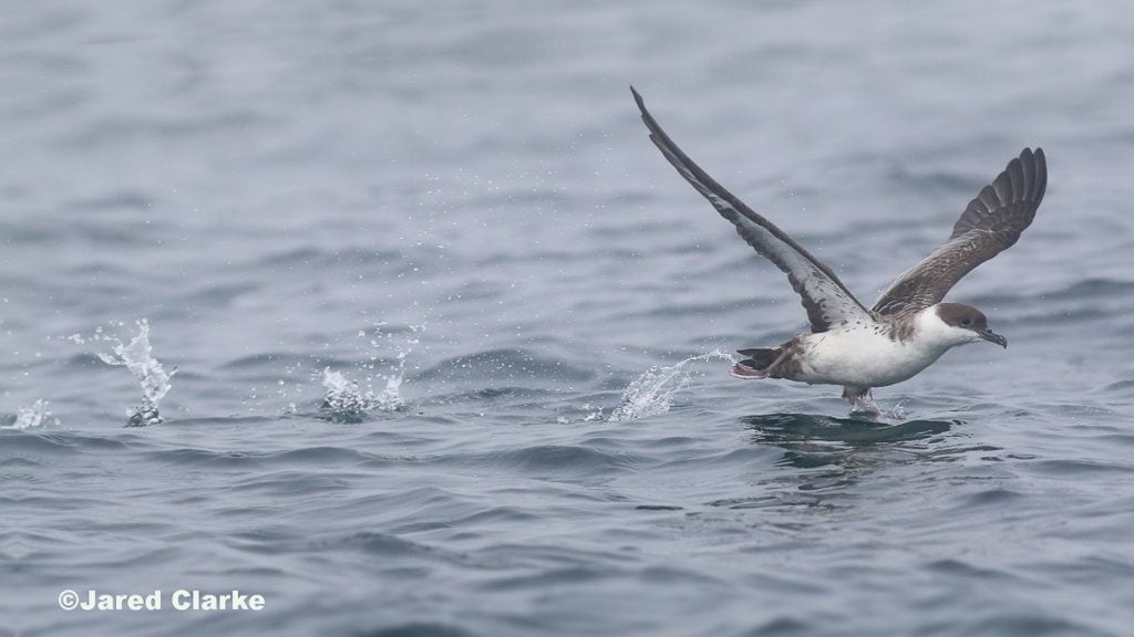 Greater Shearwater