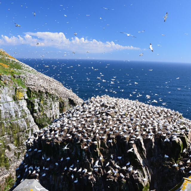 A full view of Big Rock at Cape St. Mary's Ecological Reserve where over ten thousand northern gannets nest among other sea birds along the coast of Newfoundland, Canada.