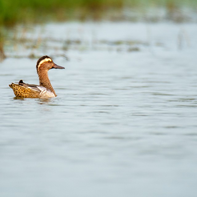 Garganey