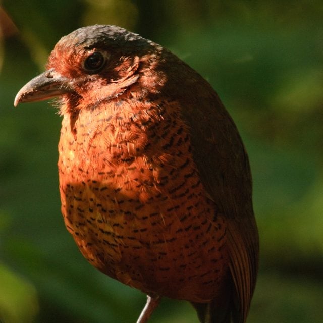 Giant Antpitta