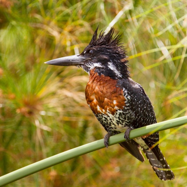 Giant Kingfisher