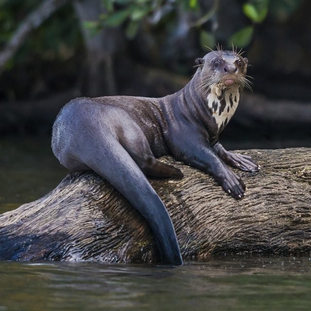 Giant Otter