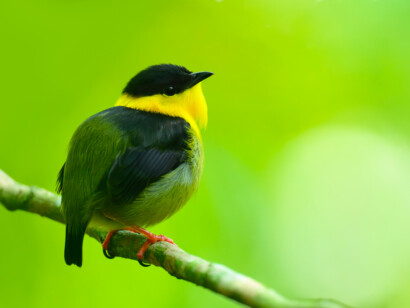 Panama: Canal Zone & the Darien