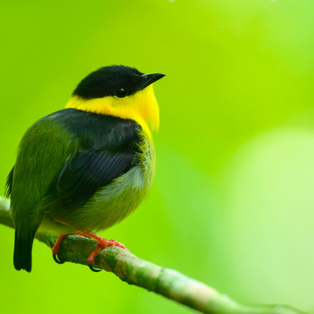 Golden-collared Manakin