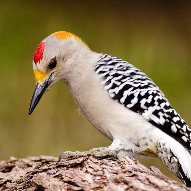 Golden-fronted Woodpecker